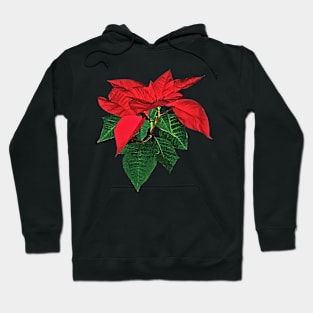 Three Christmas Poinsettias Hoodie